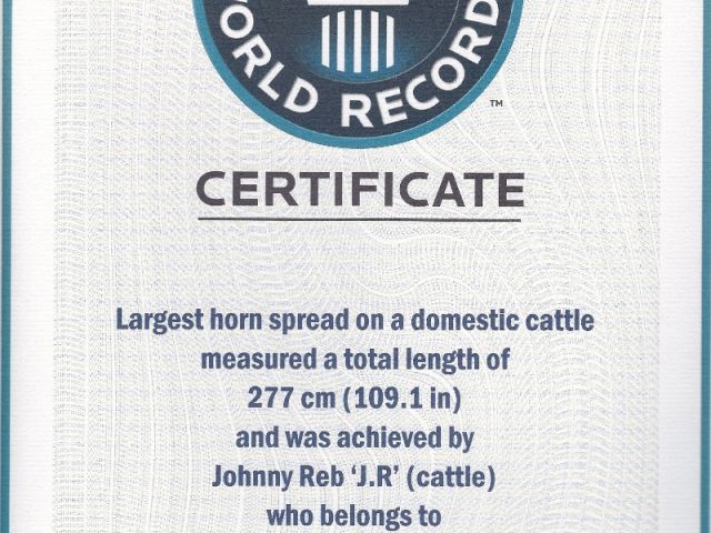 Texas Longhorn Tours - Guinness World Record