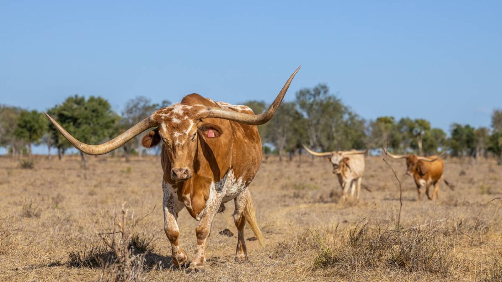 Texas Longhorn Steers